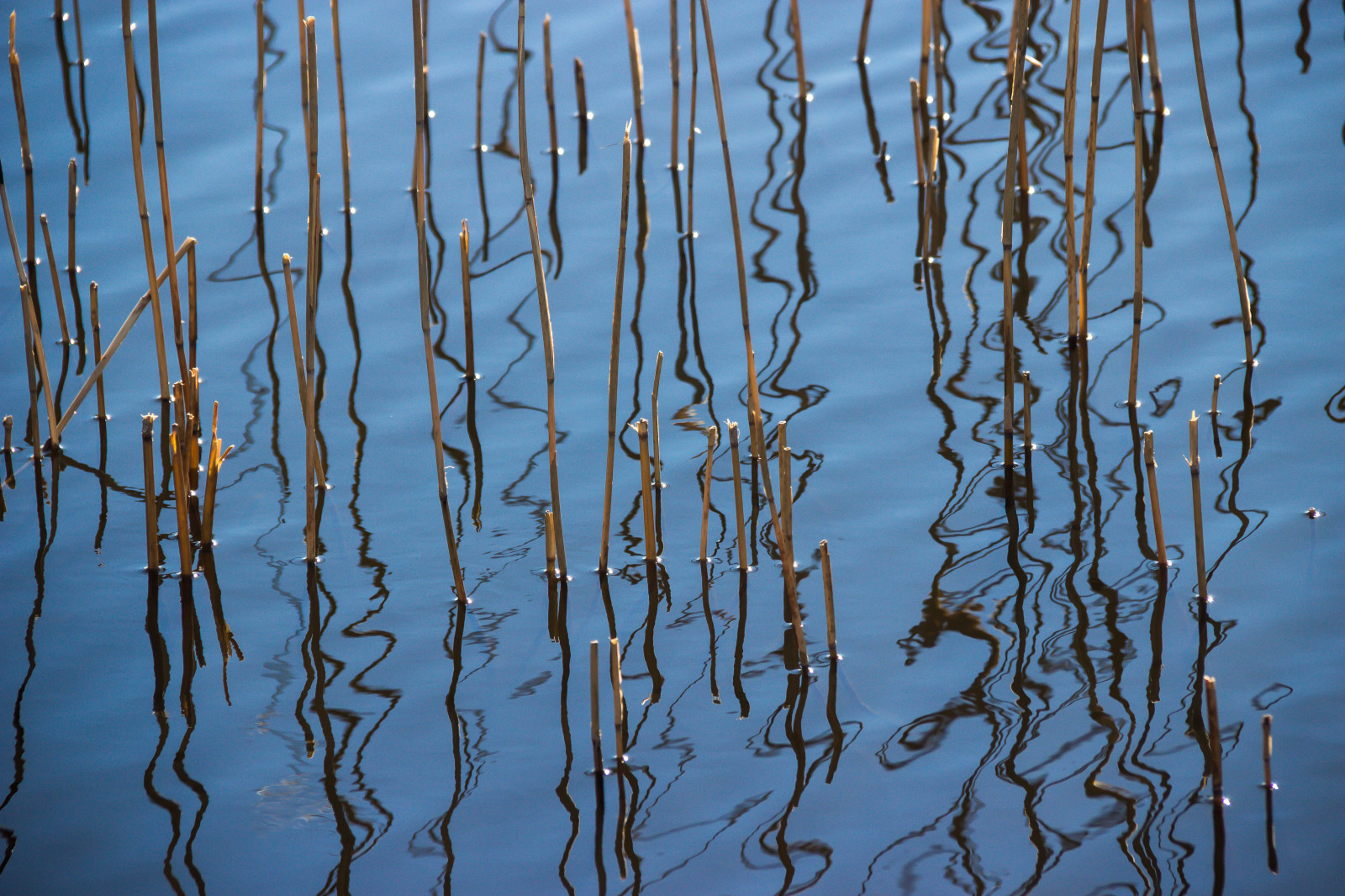 slunečnímu záření, jezero, voda, odraz, tráva, zima, větev, modrý, led, mráz, zmrazení, strom, list, rostlina, vatten, sj, čára, ringsj n, straringsj n, větvička, dřevina, ekosystém, tráva rodina, závod stonek