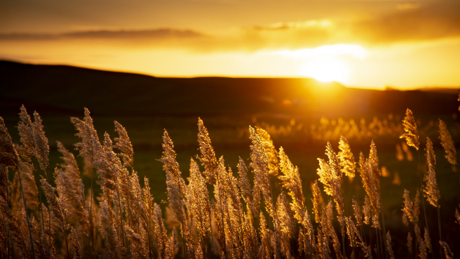 natură, camp, apus de soare, sunset glow