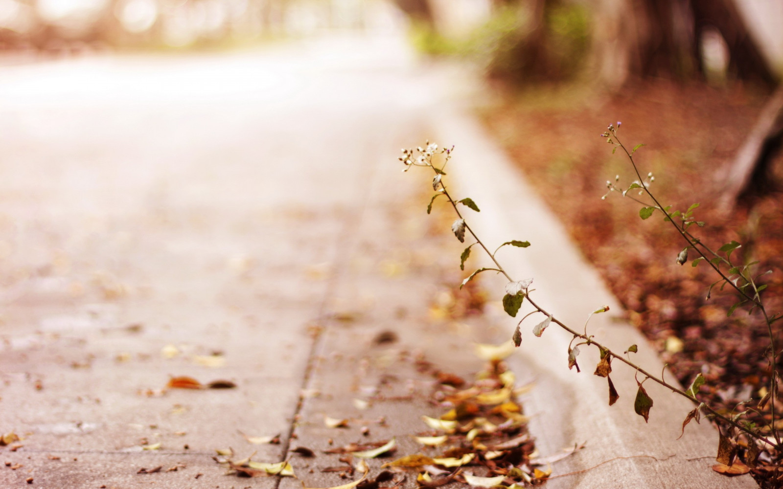 sollys, dybdeskarphed, natur, græs, planter, vinter, fotografering, afdeling, morgen, forår, træ, efterår, blad, blomst, plante, sæson, flora, jord, vedplante, tæt på, makrofotografering