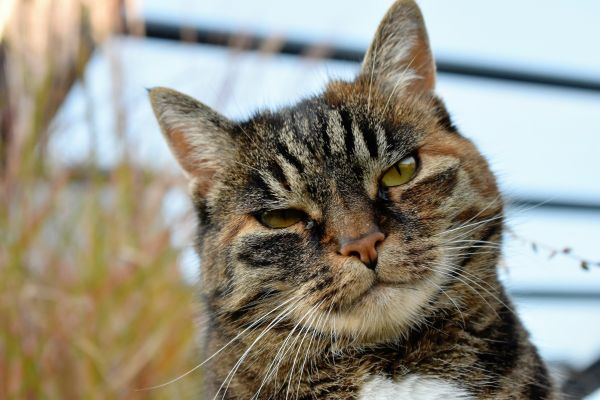face,cat,striped,whiskers,wild cat,look