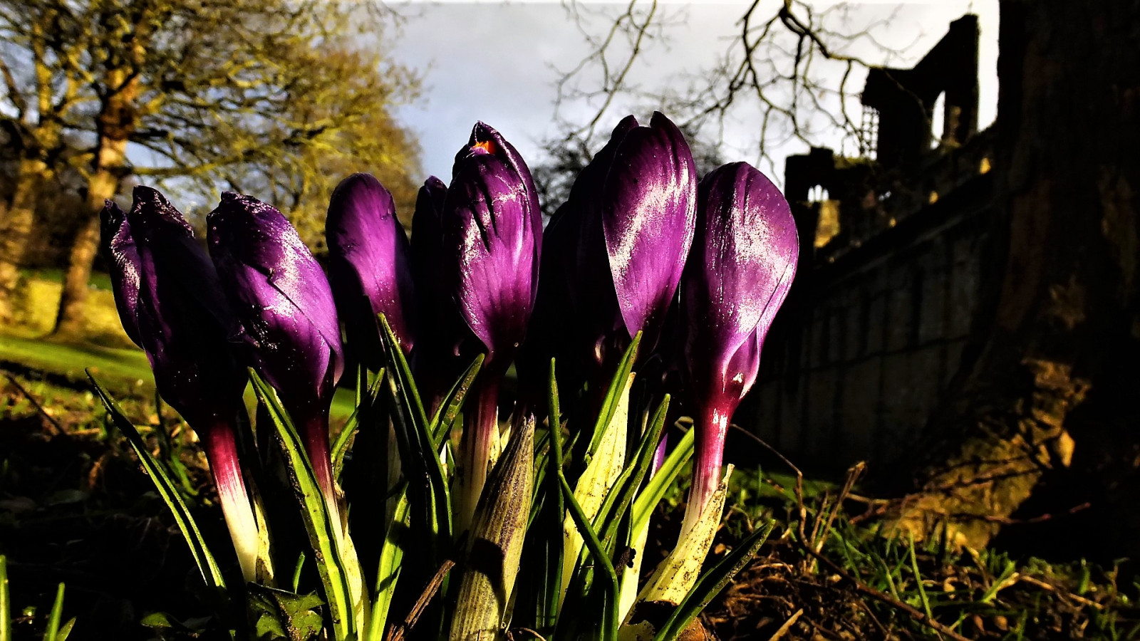 krokus, lilla, solskin, forår, silhuet, makro, abbedi, Leeds, vest, Yorkshire