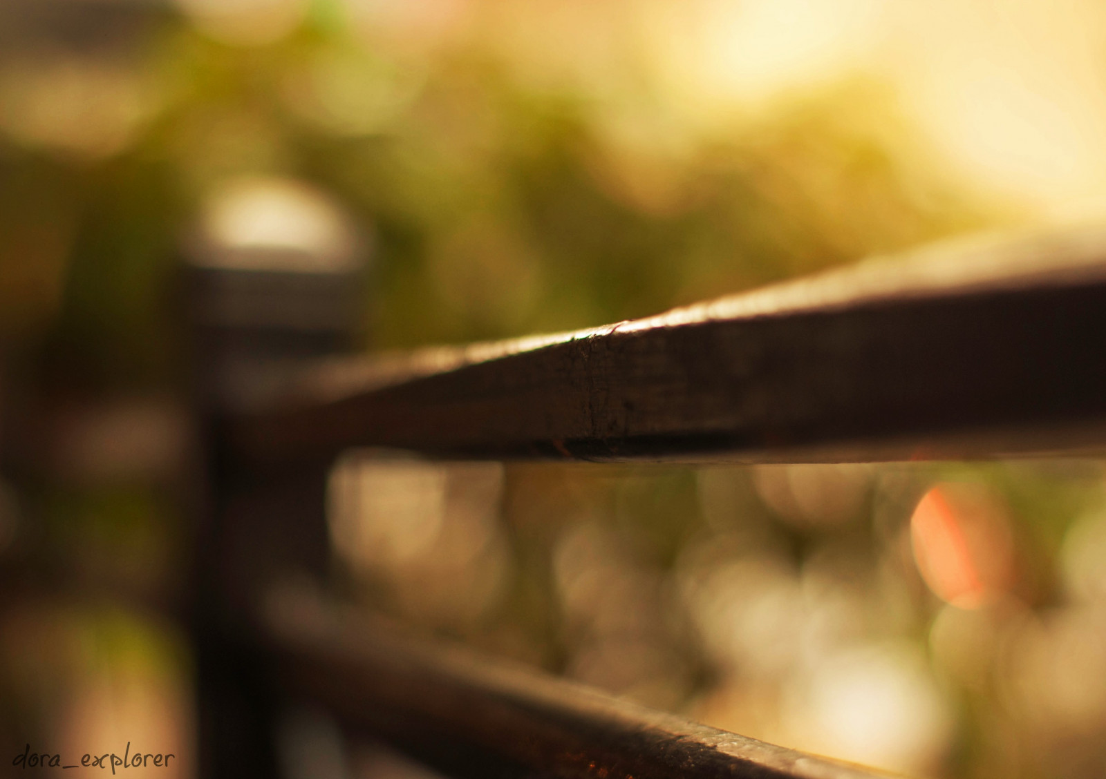 slunečnímu záření, odraz, fotografování, dřevo, zelená, žlutý, ráno, plot, bokeh, Soustředit se, světlo, barva, podzim, list, květ, tvar, zblízka, makro fotografie