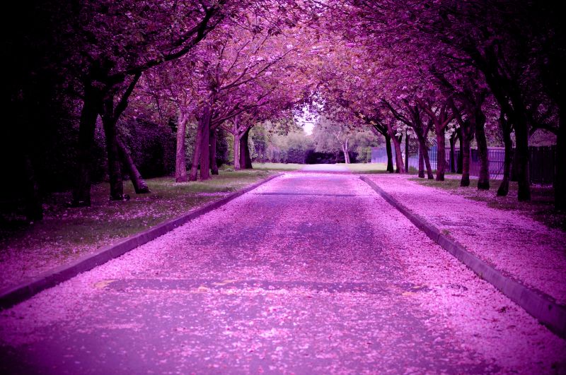 ธรรมชาติ, ต้นไม้, เบ่งบาน, ฤดูใบไม้ผลิ, สีชมพู, สีม่วง