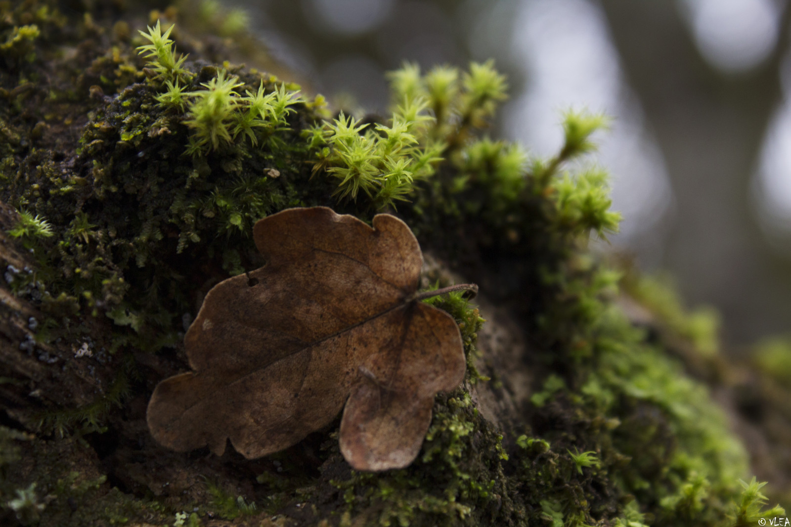 les, listy, Skála, Příroda, tráva, fotografování, dřevo, větev, mech, houba, podrost, strom, podzim, list, rostlina, vegetace, půda, kufr, non vaskulární suchozemská rostlina, VLEA, auriculariales