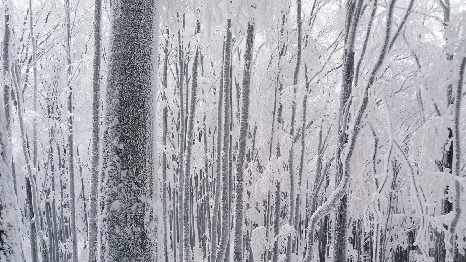 Příroda, les, zima, stromy, mráz, buk, bílý, sníh