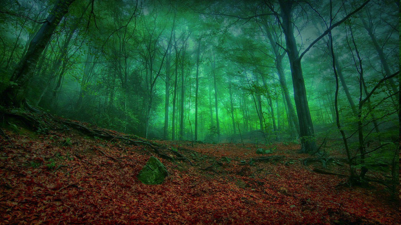 1366x768 px, les, Příroda, stromy