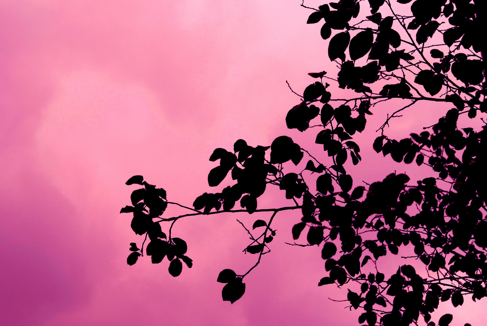 Japonsko, podzim, Černá, kočka, ptactvo, zvěř, jídlo, květiny, zahrada, město, Itálie, architektura, Asie, Čína, auto, nebe, předvečer Všech svatých, silueta, mraky, pláž, Indie, větev, Dům, zelená, modrý, Anglie, Německo, Pes, kapela, Kánon, móda, dítě, Třešňový květ, Kalifornie, Kanada, ostrov, Nikon, květ, Francie, Vánoce, iPhone, grafiti, Evropa, kostel, Dovolená, růžový, Hawaii, jaro, Chicago, Austrálie, Barcelona, Přátelé, Berlín, Florida, rodina, Los Angeles, UMĚNÍ, Černý a bílý, barva, strom, podzim, den, list, květ, děti, rostlina, pták, dívka, tělesné, dívky, Italia, festival, narozeniny, flóra, kolo, zábava, de, Fotbal, tanec, film, okvětní lístek, tři, iphoneografie, geotagged, koncert, instagramapp, větvička, počítač tapeta, Leeves