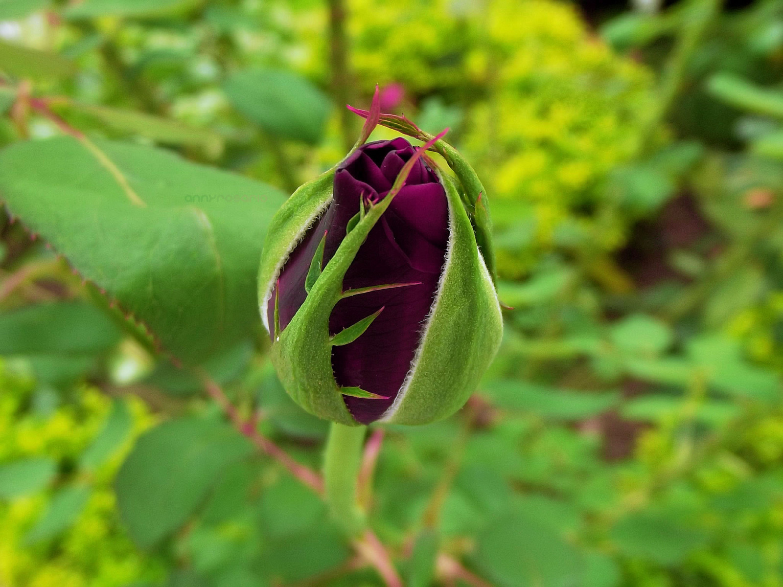 zahrada, Příroda, makro, hmyz, zelená, růže, Fujifilm, list, květ, rostlina, flóra, pupen, okvětní lístek, rosa, makro fotografie, závod stonek, Rosas
