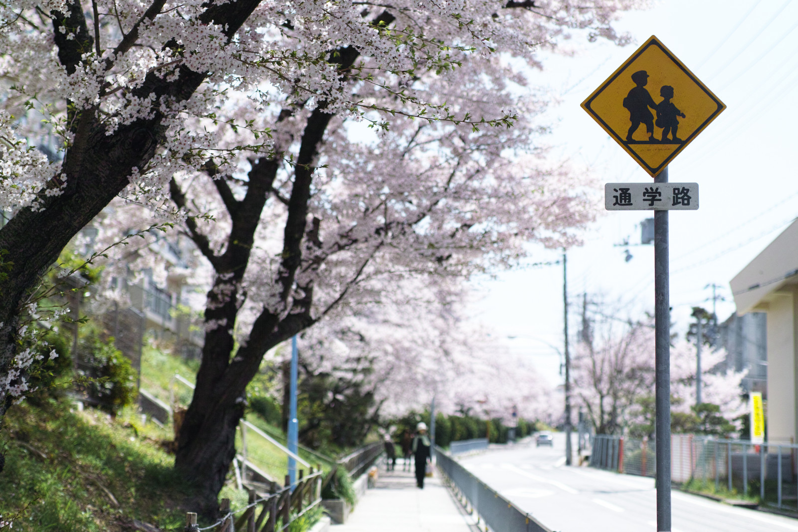 ulice, město, květ, podepsat, Japonsko, třešeň, 50mm, město, sigma, Třešňový květ, sakura, Merrill, Foveon, Sídliště, Školní zóna, someiyoshino, Fullbloom, SD1, Housingcomplex, Yoshinocherrytree, sd1merrill, sigma50mmf14art, sigma5014art, sigma50mmart