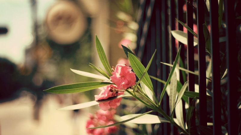 Blätter, Blumen, rot, Fotografie, Ast, Grün Blätter, Blumen, rot, Fotografie, Ast, Grün