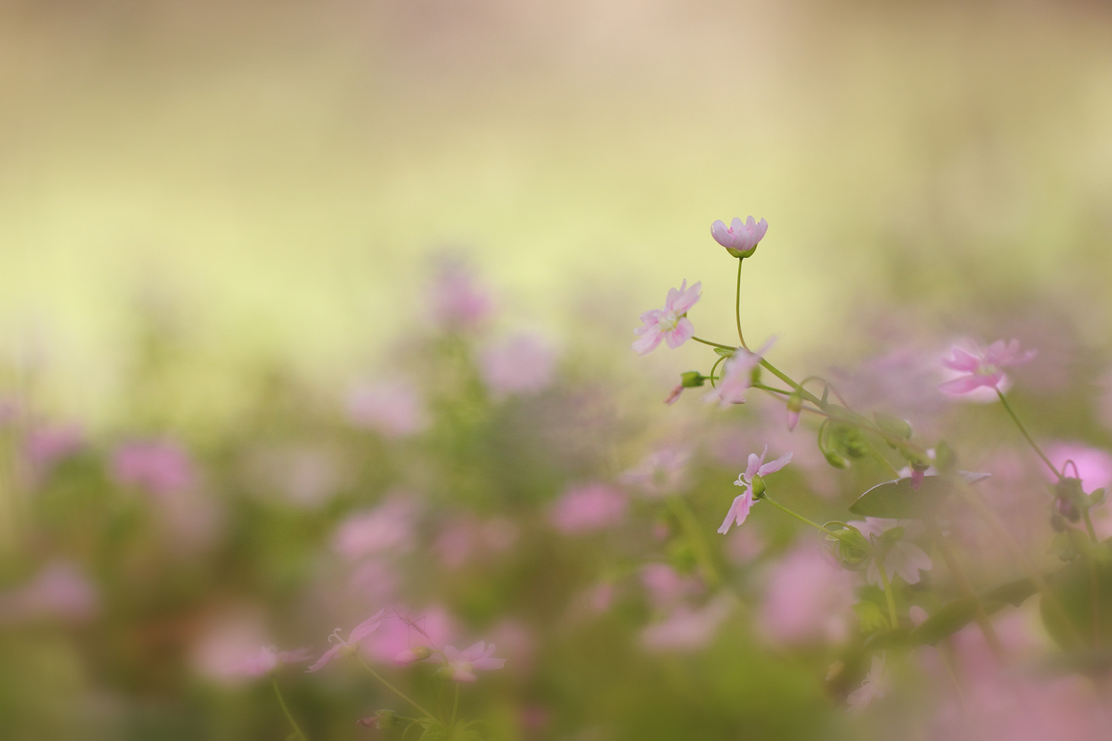 růžový, květiny, rostlina, květ, Příroda, zálesí, mimo, venku, Skotsko, jaro, dosti, bokeh, venkovní, pastel, sezónní, barvitý, choulostivý, jaro, Dunlop, Ayrshire, shallowdof, Candyflower, Claytoniasibirica, Pinkpurslane, zavedla, Východní Ayrshire, Siberianminersettuce, Siberianspringbeauty, Stewartonflower