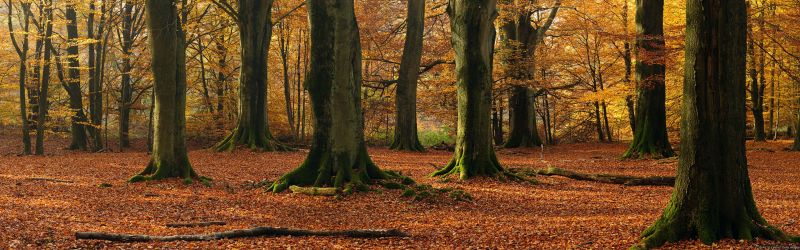 sunlight, trees, landscape, forest, nature, branch sunlight, trees, landscape, forest, nature, branch