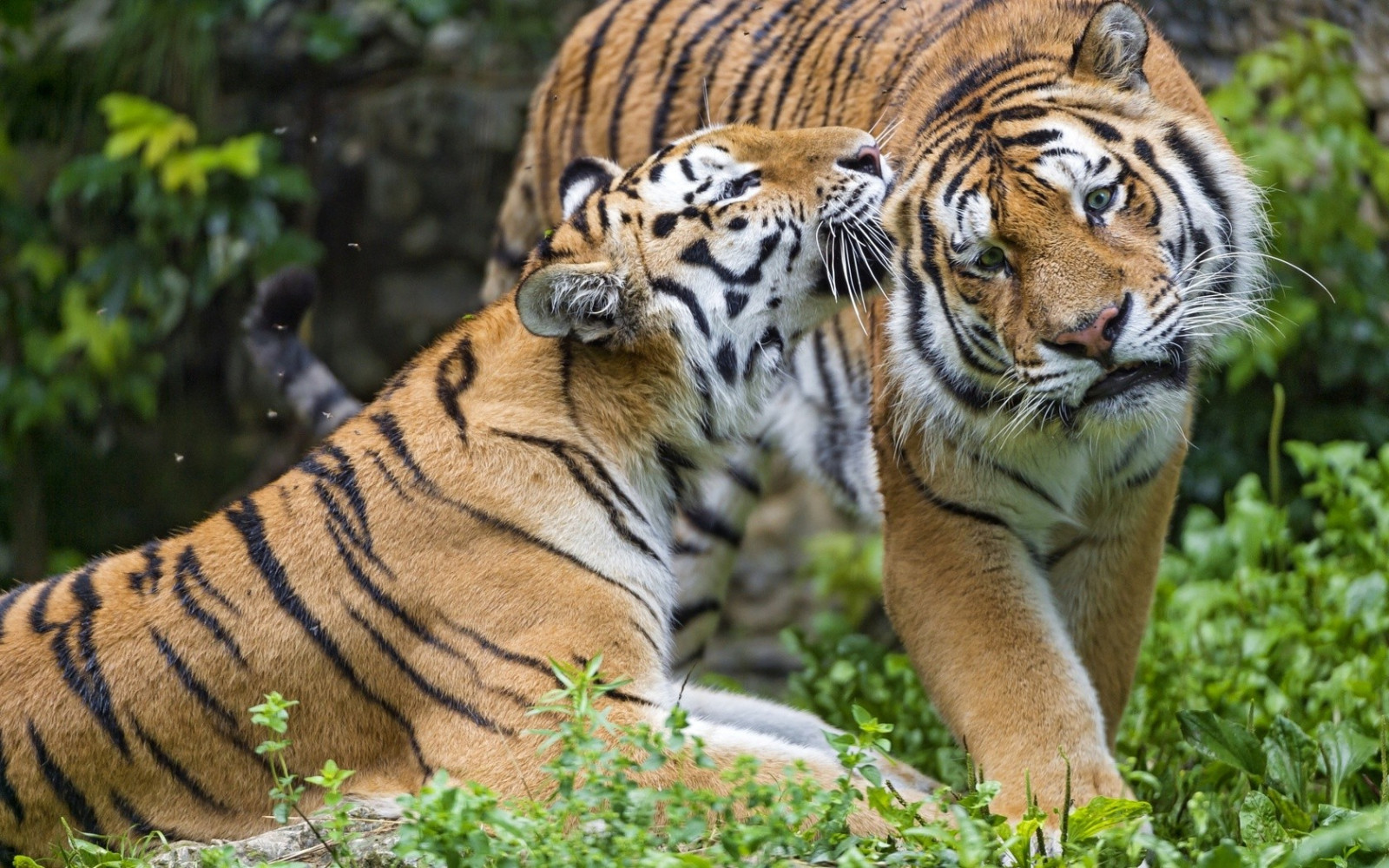animali, tigre, natura, grandi gatti, Zoo, giungla, fauna, mammifero, 1680x1050 px, vertebrato, gatto come mammifero