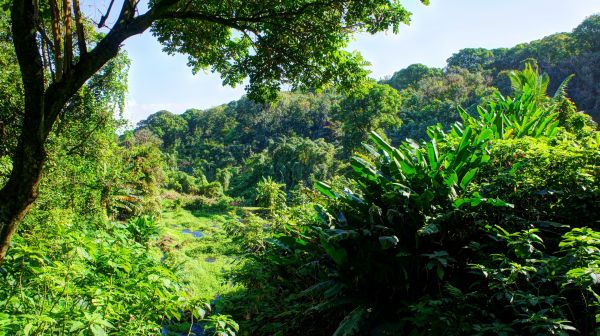 forest,waterfall,nature,beach,sunlight,garden