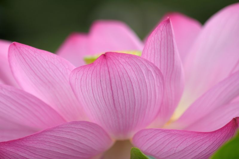 flor,Macro,Lótus,105mm,Expiore,D800e