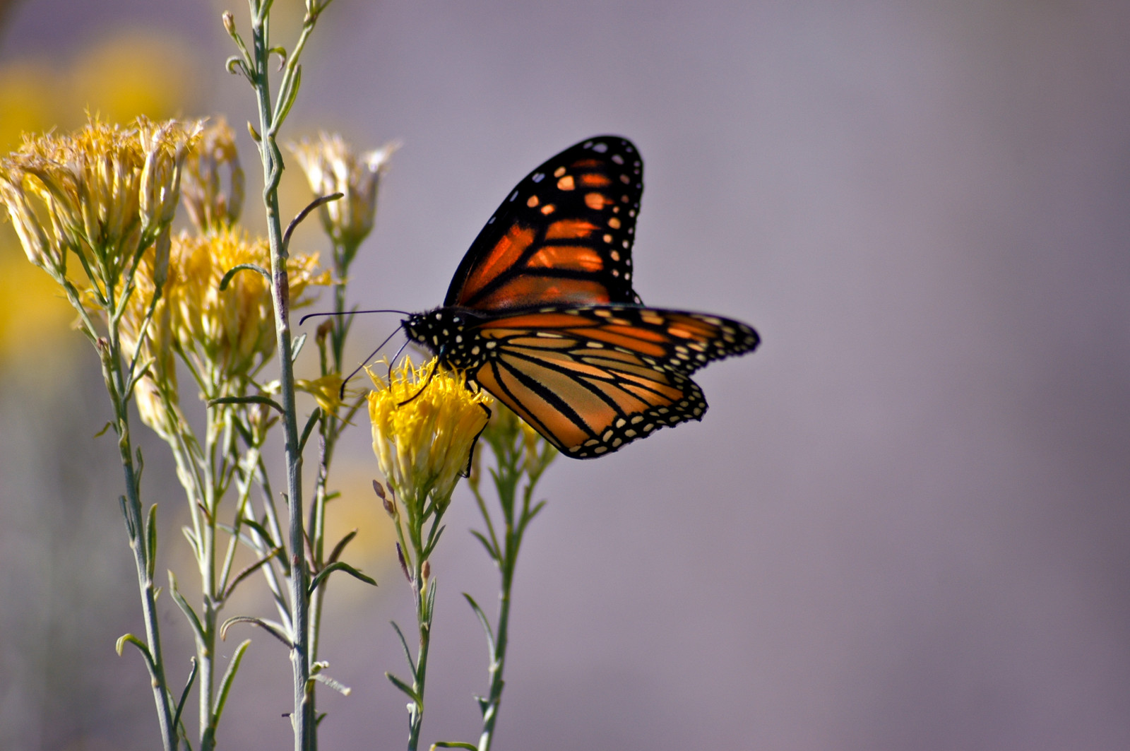 Wallpaper : insect, Utah, spring, flower, plant, flora, Monarch, male ...