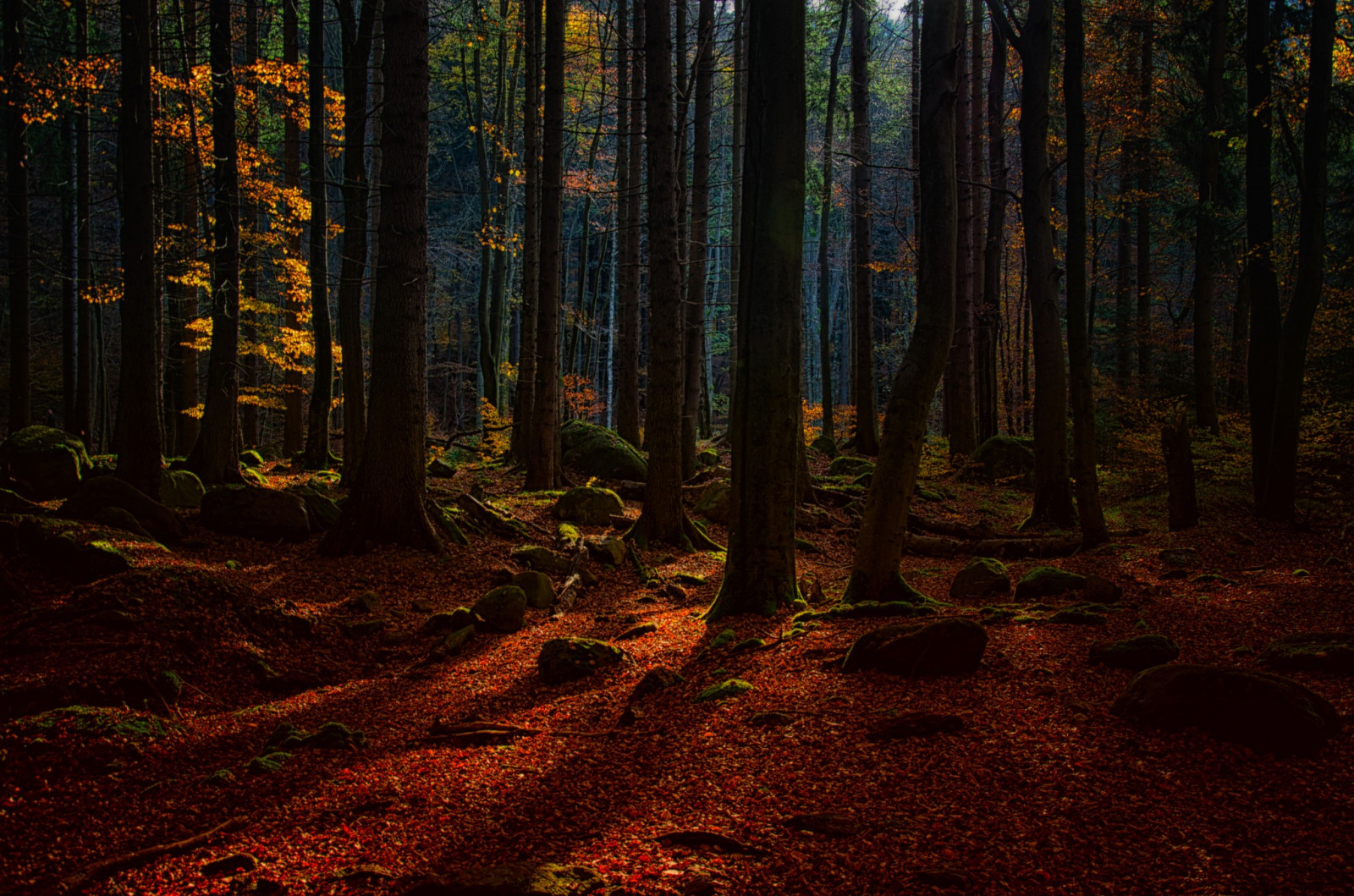 zonlicht, bomen, landschap, Bos, natuur, wildernis, oerwoud, boom, herfst, blad, seizoen, duisternis, screenshot, bos-, leefgebied, natuurlijke omgeving, computer wallpaper, houtachtige planten, geografisch kenmerk, ecosysteem, gematigd naaldbos, biome, oude groei bos