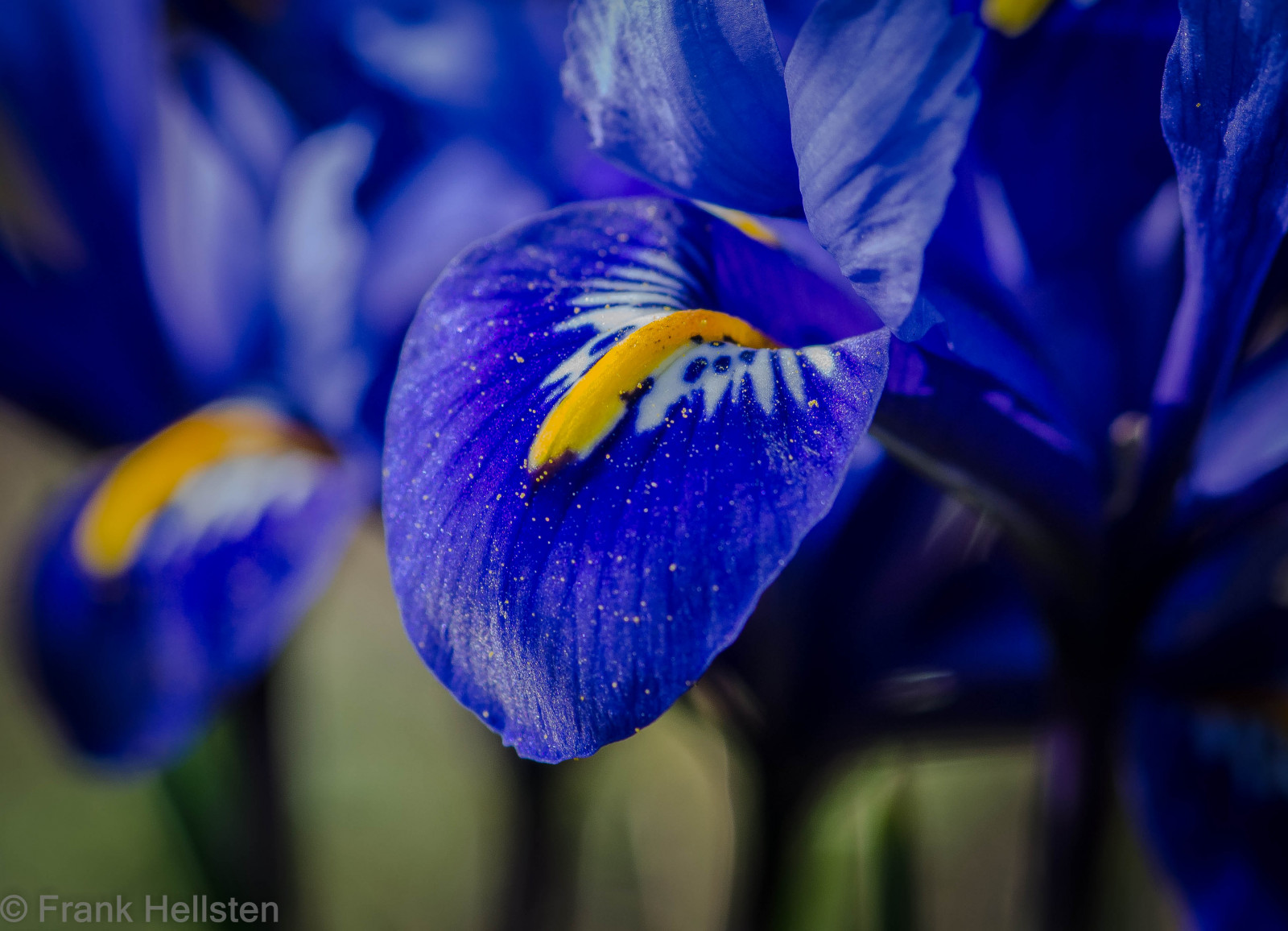 květiny, nachový, modrý, Scania, Švédsko, jaro, Duhovka, květ, rostlina, oko, flóra, okvětní lístek, suchozemská rostlina, kvetoucí rostlina, orgán, zblízka, makro fotografie, závod stonek, iris rodina, hittarp, Skane