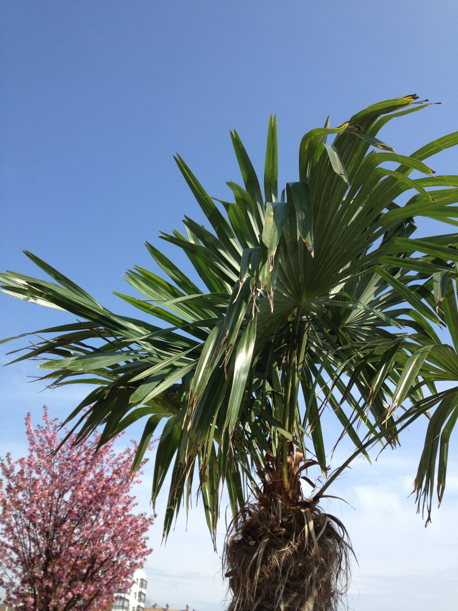 græs, afdeling, vind, træ, blad, blomst, plante, flora, Trelleborg, Palmer, palmthrees, fremstille, botanik, jord plante, blomstrende plante, vedplante, græs familie, arecales, palme familie, borassus flabellifer, daddelpalme