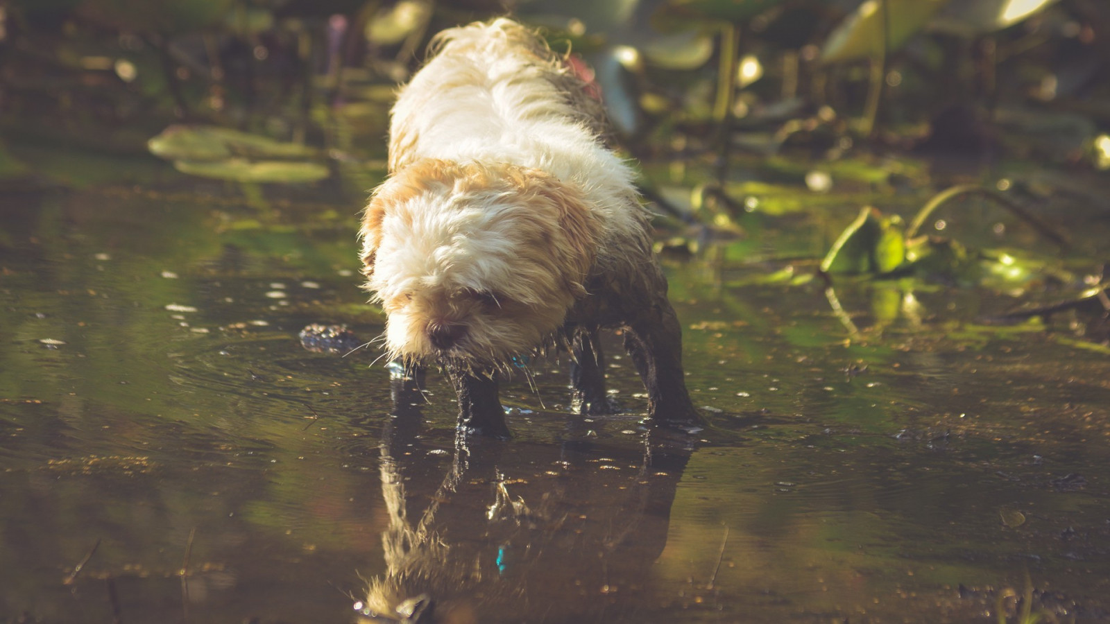 slunečnímu záření, zvěř, Příroda, odraz, Pes, Volně žijících živočichů, mokrý, domácí zvíře, podzim, fauna, savec, 1920x1080 px, pes jako savec