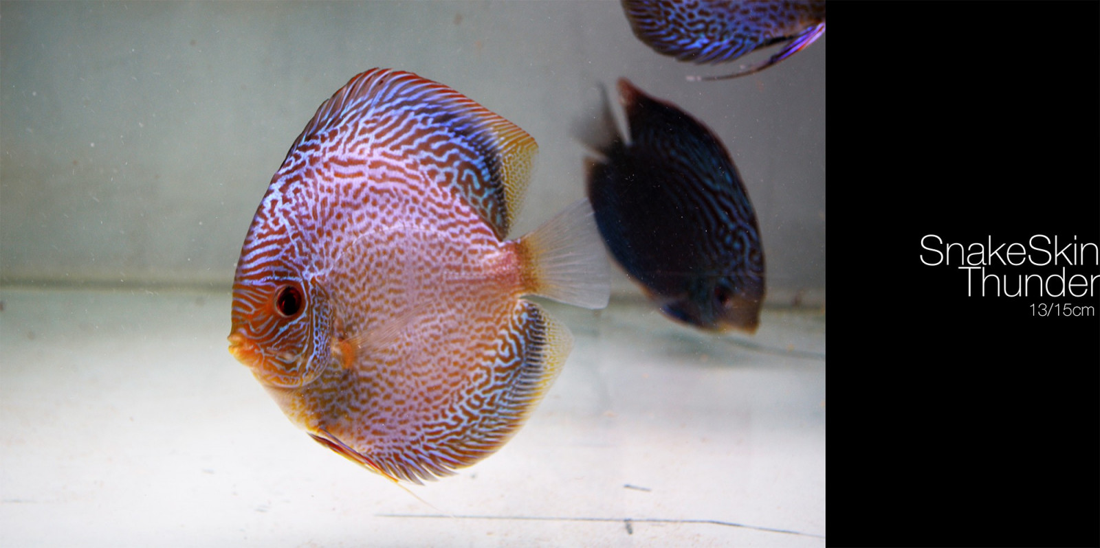 Ryba, Discus Fish, biologie, bezobratlý, mořská biologie, hlubinné ryby, organismus, pomacanthidae