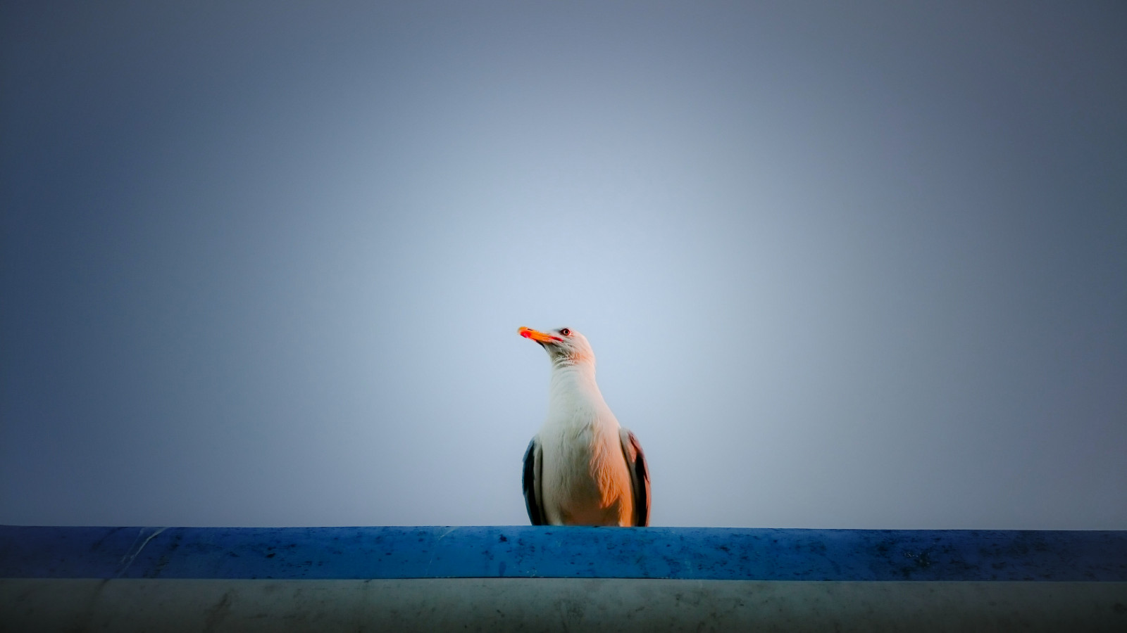 alb, reflecţie, cer, albastru, dimineaţă, ușoară, culoare, animal, pasăre, formă, seabird, aripă