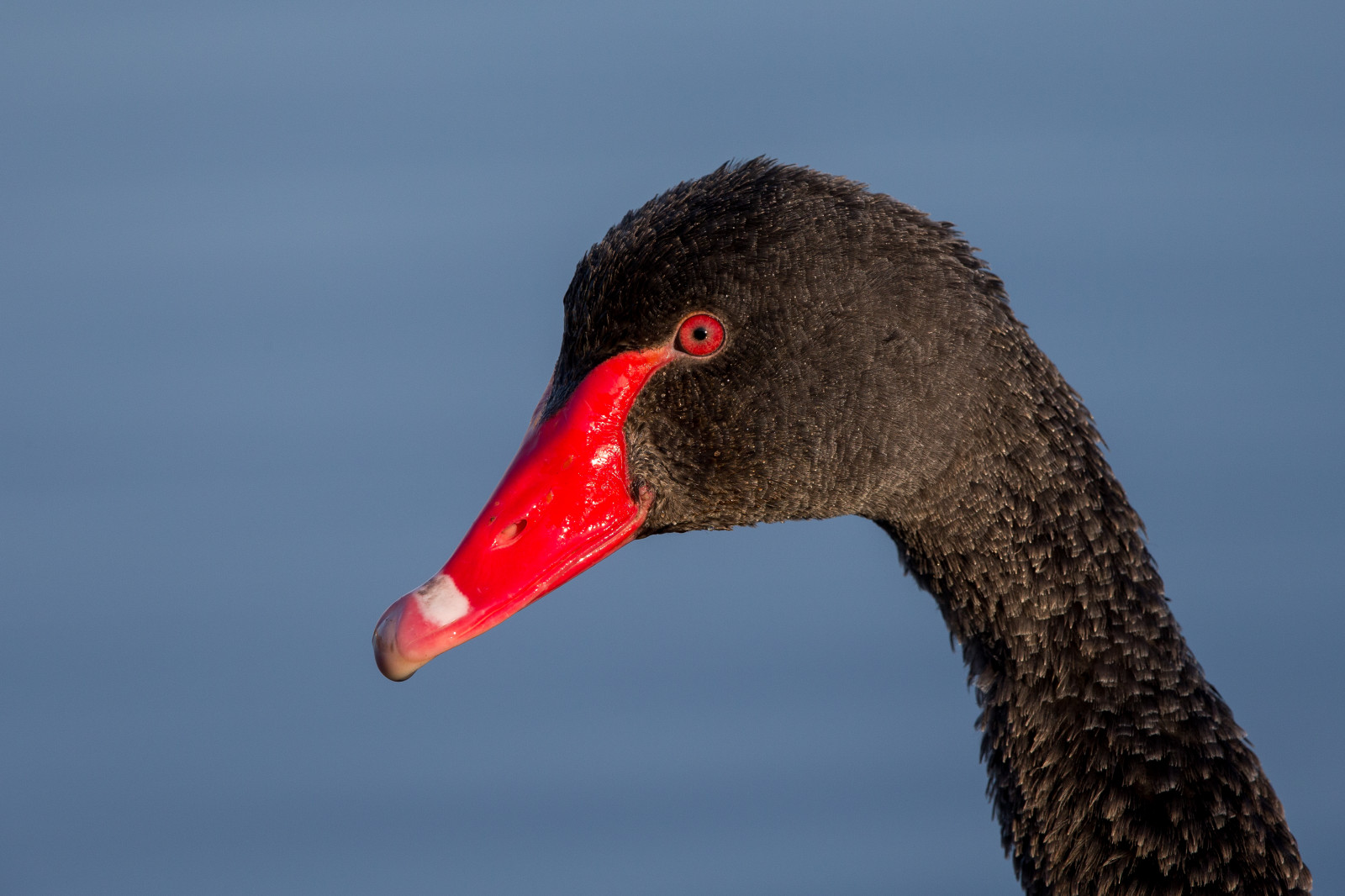 Černá, Volně žijících živočichů, labuť, kachna, Černá labuť, zobák, pták, divoký, křídlo, fauna, vodní ptáci, northeastengland, obratlovců, zblízka, vodní pták, kachen, hus a labutě