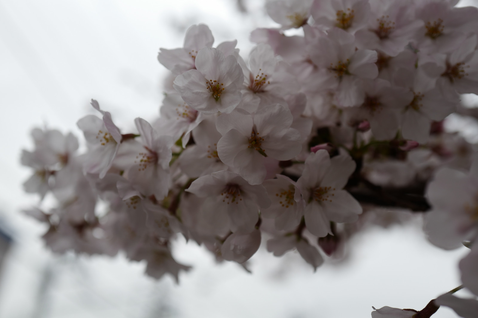 Japonsko, větev, Třešňový květ, květ, jaro, Leica, Tokio, jp, květ, rostlina, třešeň, sakura, flóra, okvětní lístek, Ikegami, ota, summilux, leicaq, summilux1728, q, 1728, třešňové květy, vyrobit, zblízka, makro fotografie