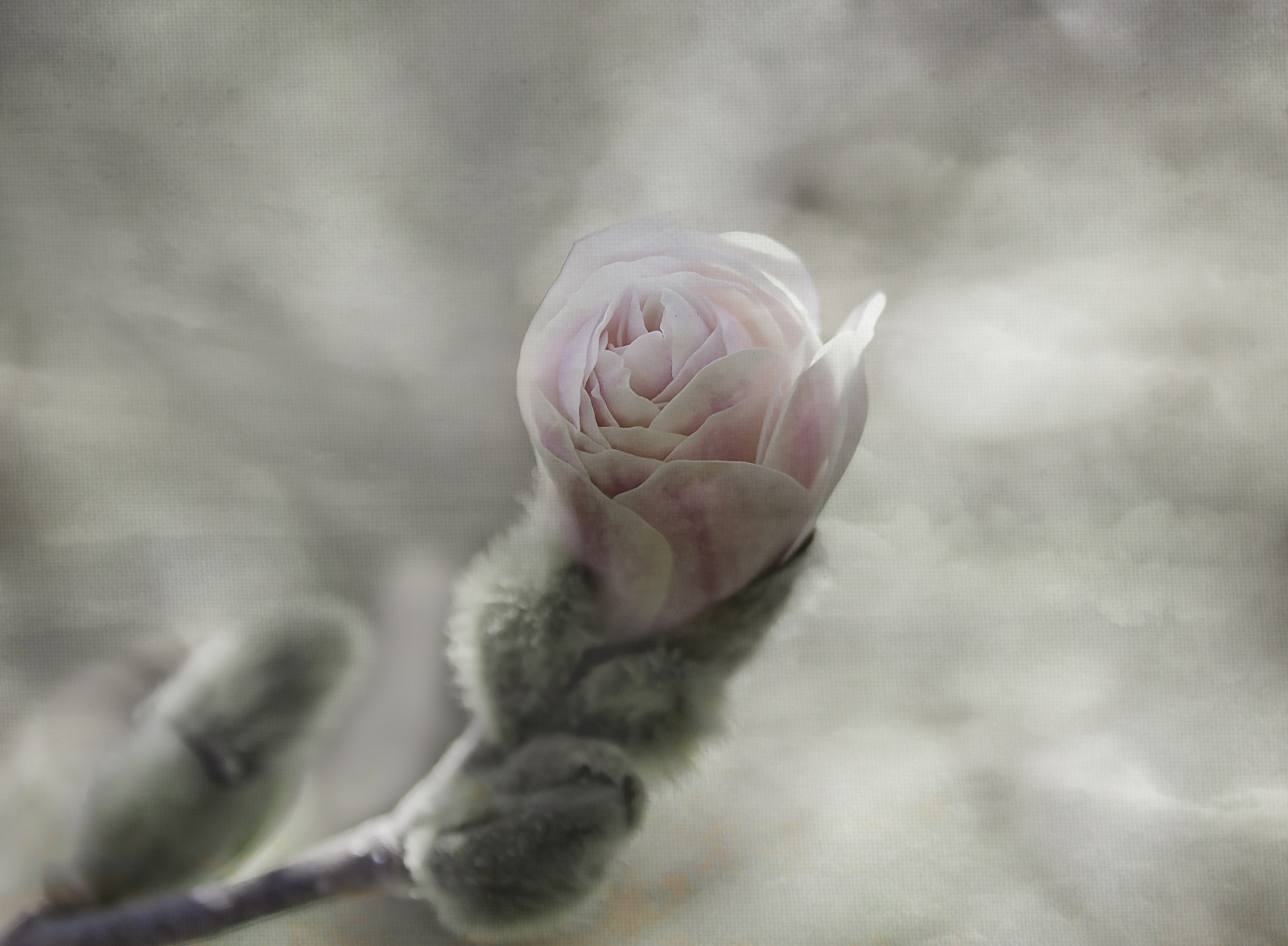 květ, magnólie, textura, bokeh, michelinebrasseur, makro, detailní