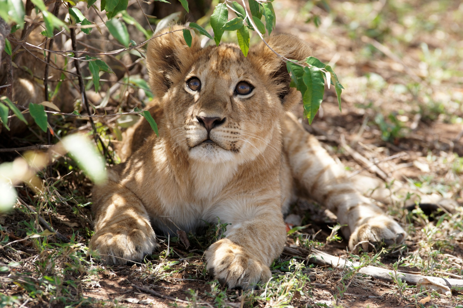 animali, Leone, natura, grandi gatti, Zoo, barba, mammiferi, felino, Safari, fauna, mammifero, vertebrato, gatto come mammifero, masai leone