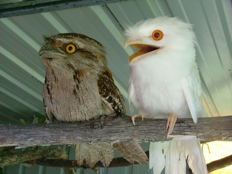 Animales, naturaleza, aves, alas, plumas, ave de rapiña Animales, naturaleza, aves, alas, plumas, ave de rapiña