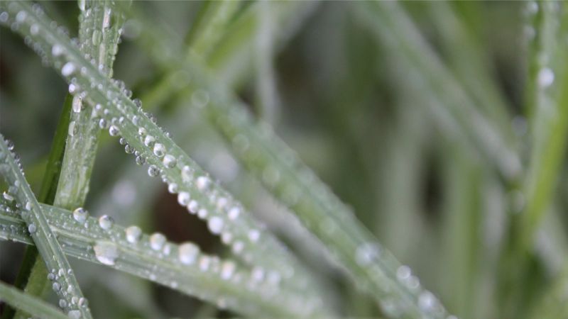 water, nature, grass, plants, water drops, macro water, nature, grass, plants, water drops, macro