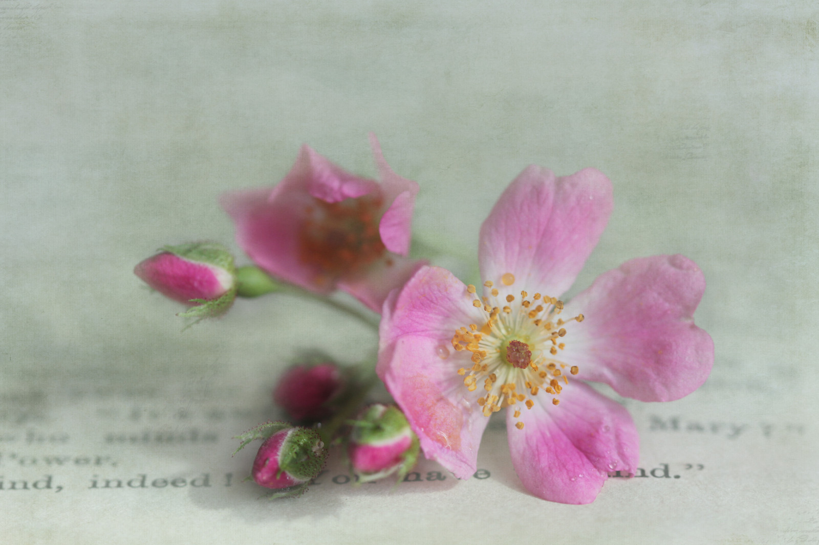 knihy, růže, Třešňový květ, květ, růžový, květ, rostlina, flóra, okvětní lístek, stálý život, flowerthequietbeauty, kvetoucí rostlina, stálý život, zátiší fotografování, růže rodina, růže objednávka, akvarel barvy, rosa centifolia, rosa rubiginosa, rosa canina, kimklassen, bylina, jennyw47, rosesshrub