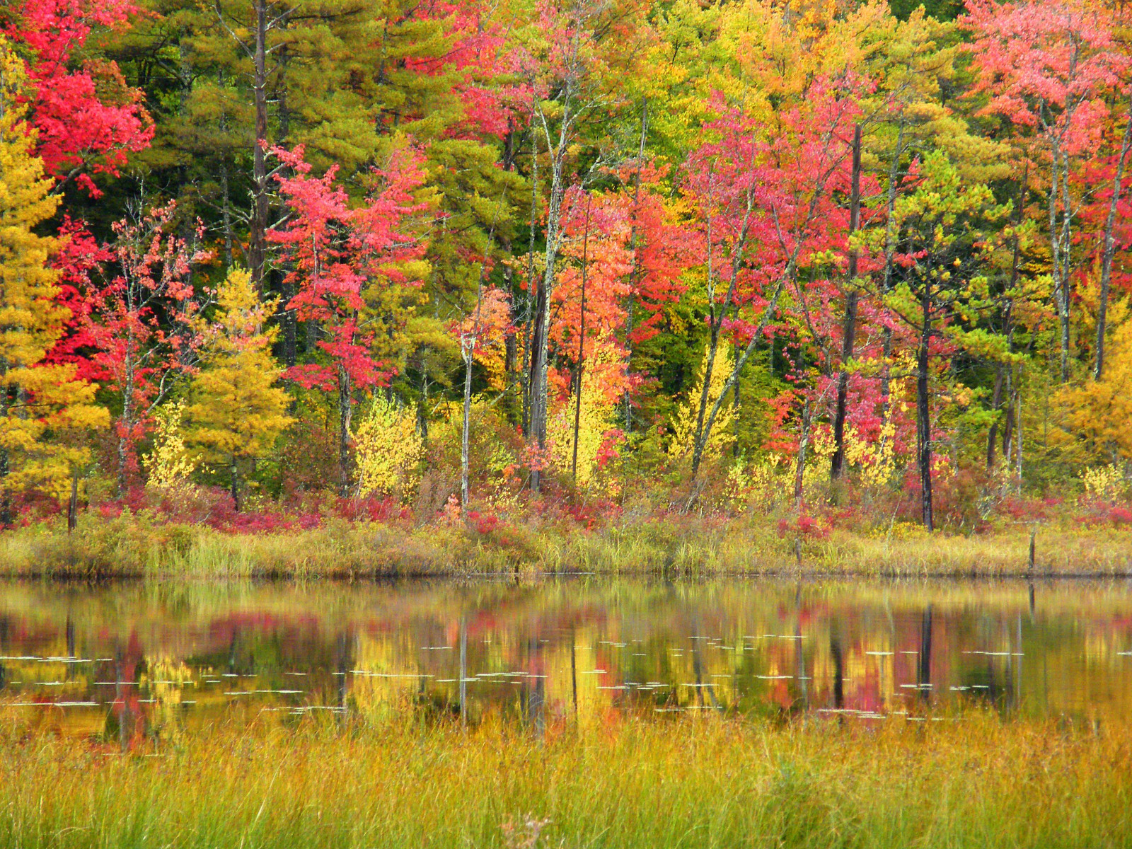 odraz, Příroda, list, podzim, ekosystém, vegetace, smíšený les, voda, divočina, přírodní rezervace, strom, mokřadní, opadavý, rybník, háj, jezero, národní park, biome, bažina, jaro, krajina, bayou, tráva, banka, javor, zálesí, les, bažina, northern hardwood forest concept, theatrical scenery, rostlina, počítač tapeta, tráva rodina, Javorový list
