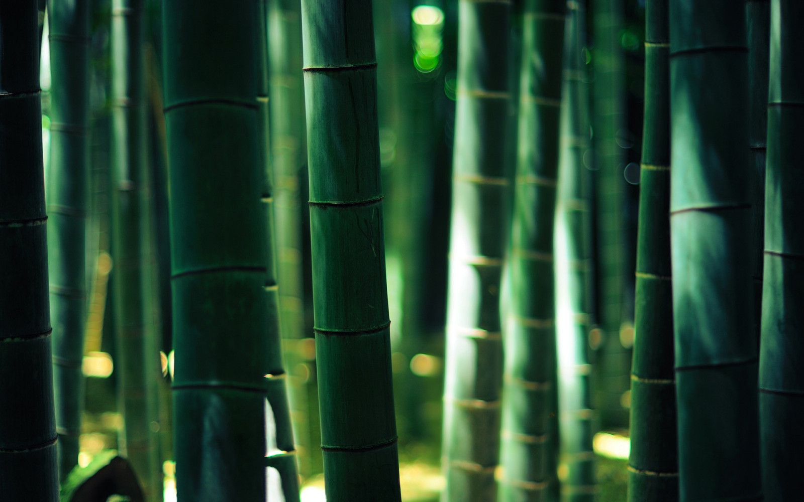 slunečnímu záření, světla, les, dřevo, zelená, bokeh, zlato, Vzhled interiéru, bambus, světlo, čára, 1920x1200 px, závod stonek