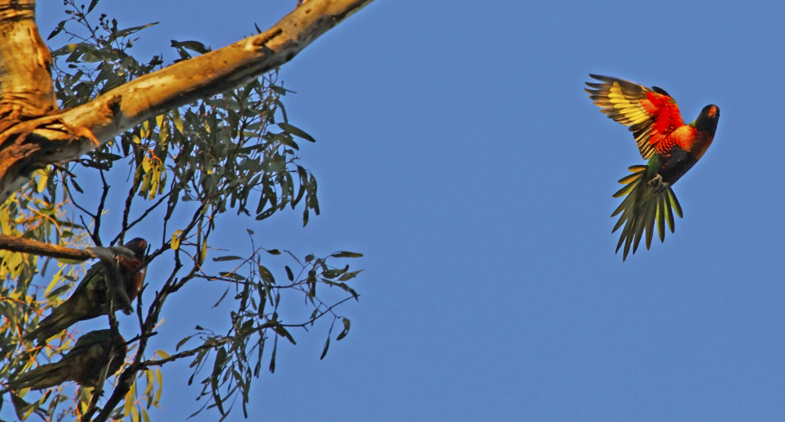 estate, natura, inflight, natura, pappagallo, Australia, cielo blu, Vittoria, TRICHOGLOSSUS HAEMATODUS, aviaria, National Geographic, birdwatcher, trichoglossushaematodus, vicino alla natura, Westerfoldspark, concordians, slbflying