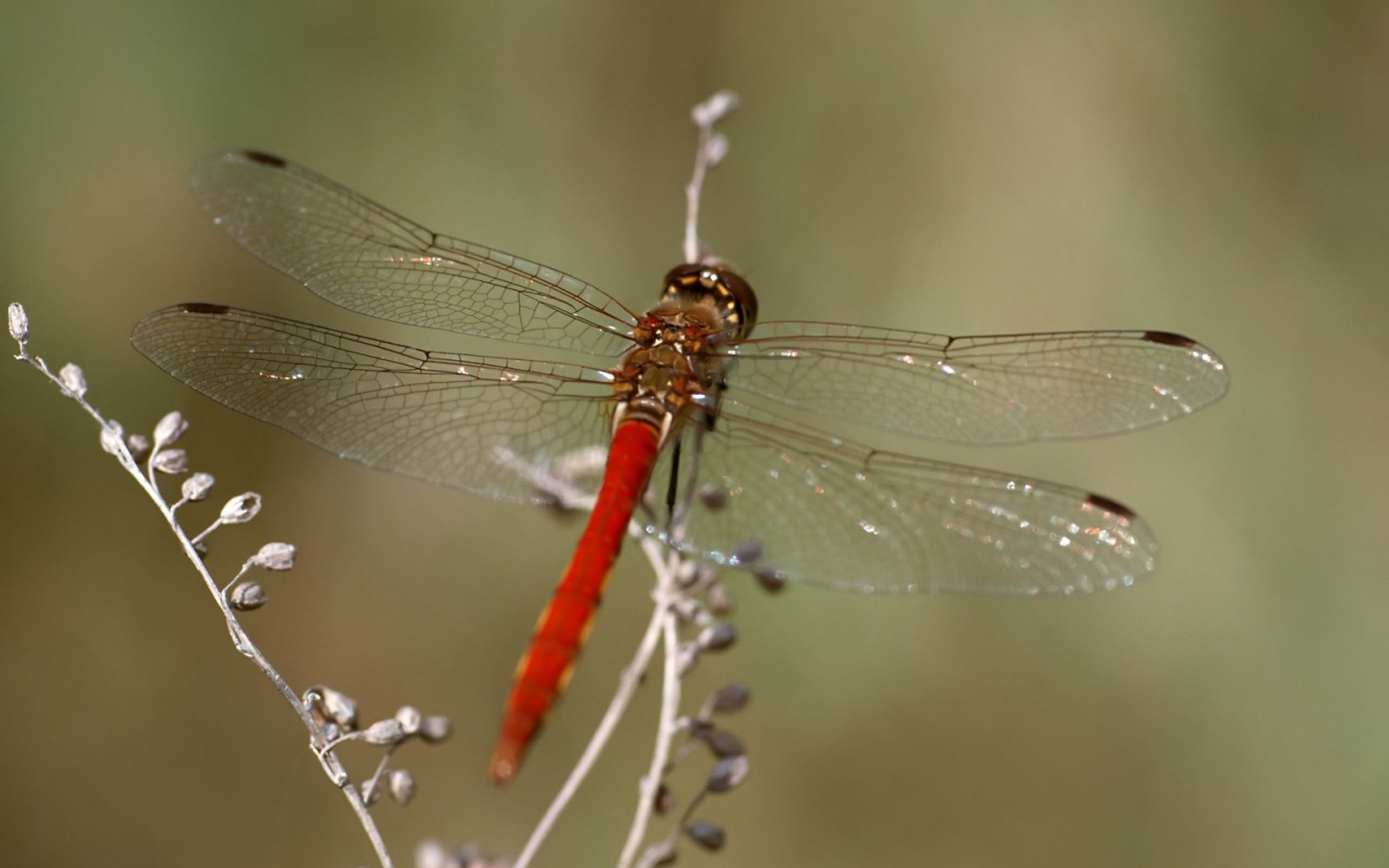Dorofly Insect Wallpaper : leaves, insect, wildlife, dragonfly, damselfly, fauna, pest ...