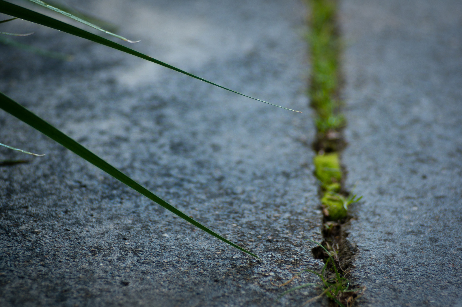 Wallpaper : Daun-daun, taman, air, lumut, beton, selaput pelangi, daun