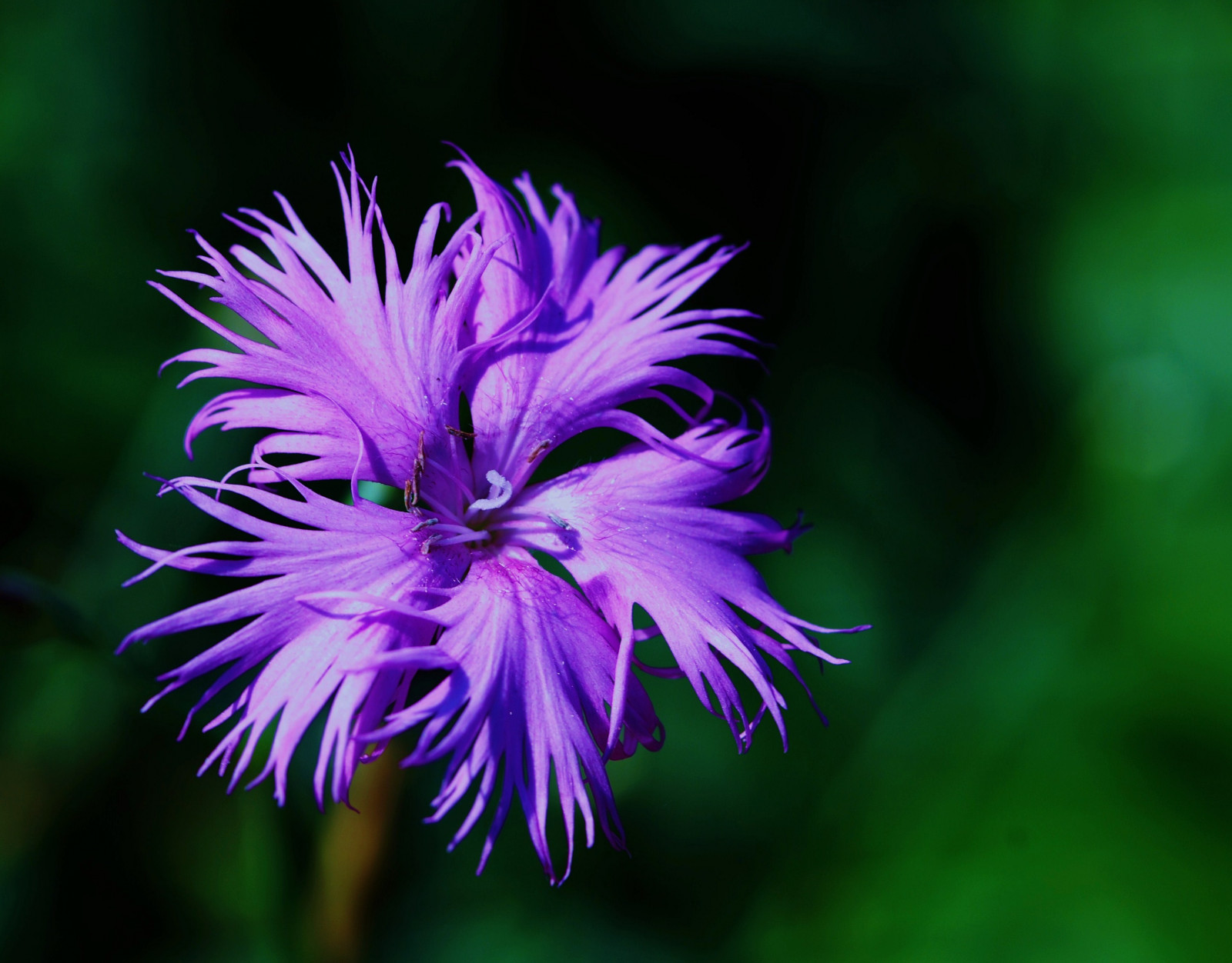 zahrada, nachový, makro, letní, květ, bokeh, květ, rostlina, květ, flóra, srpen, Botanická zahrada, okvětní lístek, letního, nikond80, divoká rostlina, kvetoucí rostlina, zblízka, jednoletá rostlina, makro fotografie, závod stonek, Glencoe, chicagoist, reneerendlerkaplan, chicagobotanicgarden, Růžová rodina, summerflowers, Photocontesttnc09, Glencoeil