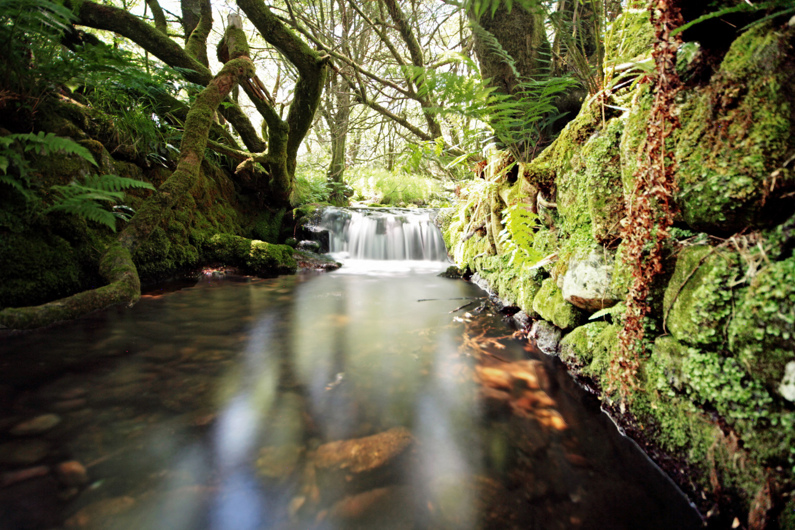 stromy, krajina, les, vodopád, voda, Příroda, odraz, stěna, větev, mech, zelená, Anglie, řeka, slunce, kámen, džungle, proud, deštný prales, POV, přírodní rezervace, nízký, Devon, světlo, longexposure, dlouho, expozice, strom, list, rostlina, vodní tok, vegetace, zátoka, zálesí, pády, tělo z vody, prales, vodní prvek, non vaskulární suchozemská rostlina, národní park, vodní zdroje, Holne, Venford, Venfordhiddenwaterfalls, přítok