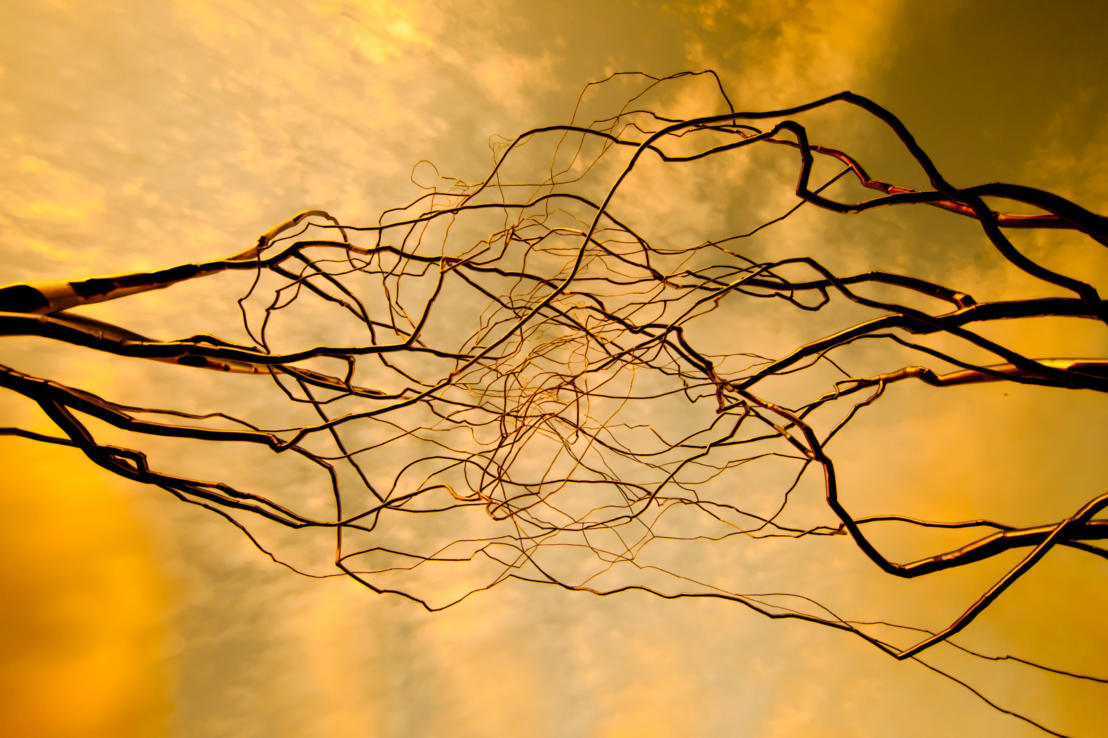 slunečnímu záření, nebe, větev, žlutý, Spojené státy americké, muzeum, Texas, strom, 10, čára, fav10, fav20, fav50, fav30, fav40, fav25, Spojené státy, Spojené státy americké, superfave, větvička, počítač tapeta, makro fotografie, hodnota pevnosti, dfw, westtexas, spojený, dmudallas012011, themodern, modernartmuseumoffortworth, roxypaine, modernartmuseumforthworth, stock photography