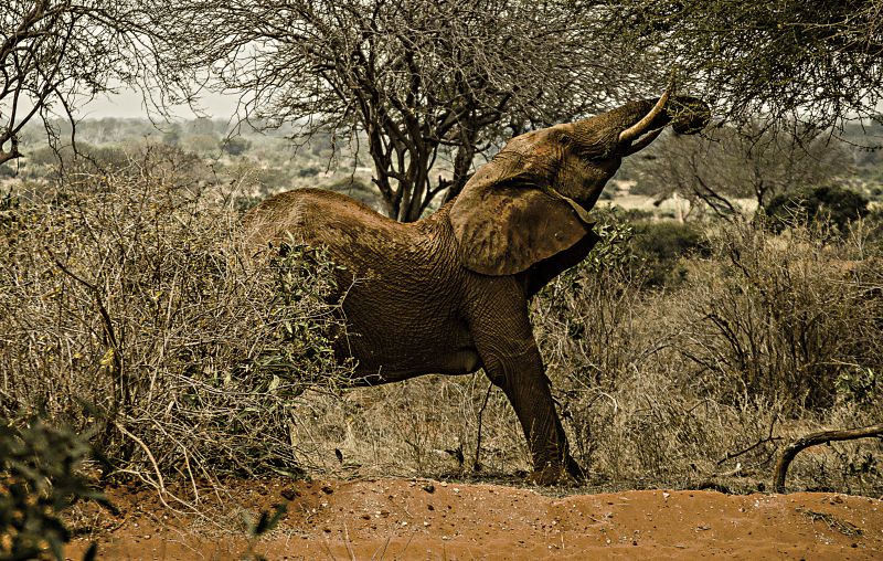 Leben,Afrika,Elefant,Kenia,wild,Tier