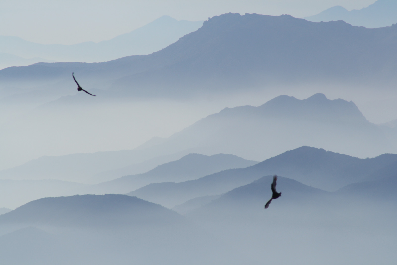 nebe, pohoří, hora, atmosféra, ráno, mrak, uklidnit, klesl, Let, krajina, migrace ptáků