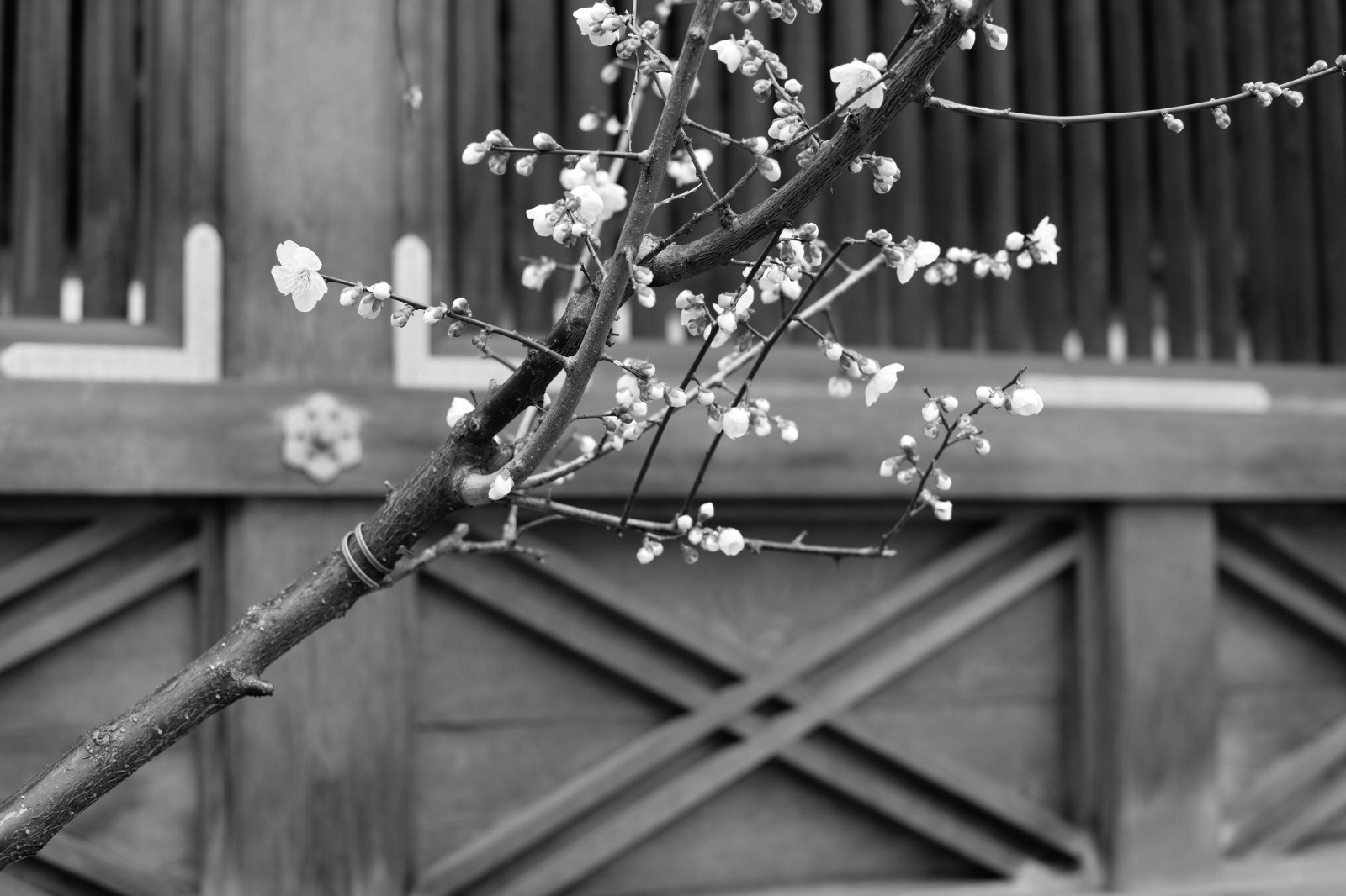 bílý, Černá, černobílý, sníh, zima, fotografování, větev, jaro, Leica, Tokio, M, list, květ, sezóna, tělesné, čára, Zeiss, carlzeiss, yushima, typ240, planární, planar250, yushimatenjin, větvička, Černý a bílý, monochromatické fotografování