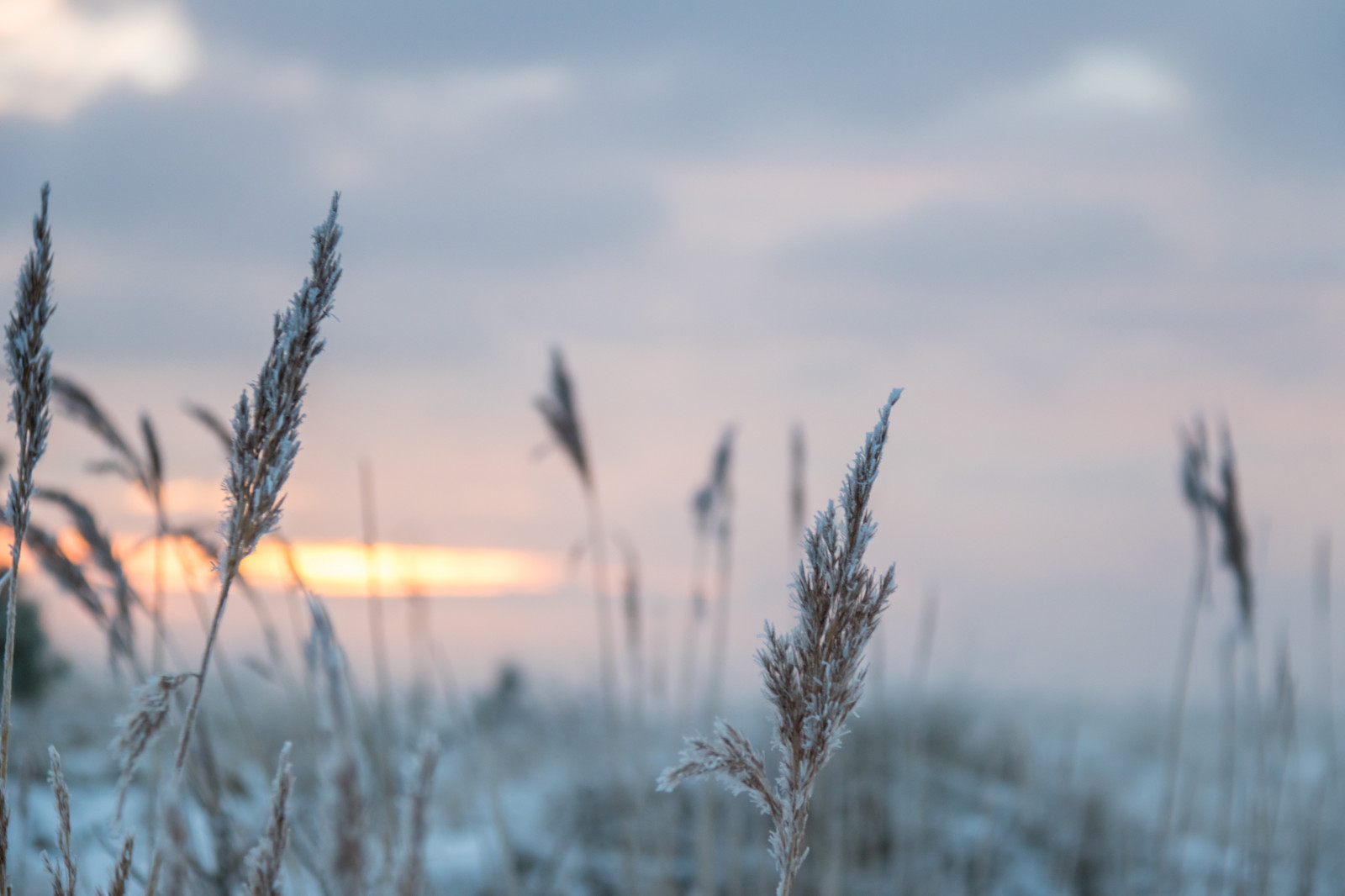 slunečnímu záření, západ slunce, Příroda, odraz, tráva, nebe, sníh, zima, pole, svítání, Studený, večer, ráno, mlha, mráz, vítr, horizont, soumrak, Jinovatka, mrak, strom, svítání, rostlina, sezóna, Vinter, kallt, skateholm, rimfrost, prérie, atmosférický jev, Atmosféra Země, tráva rodina