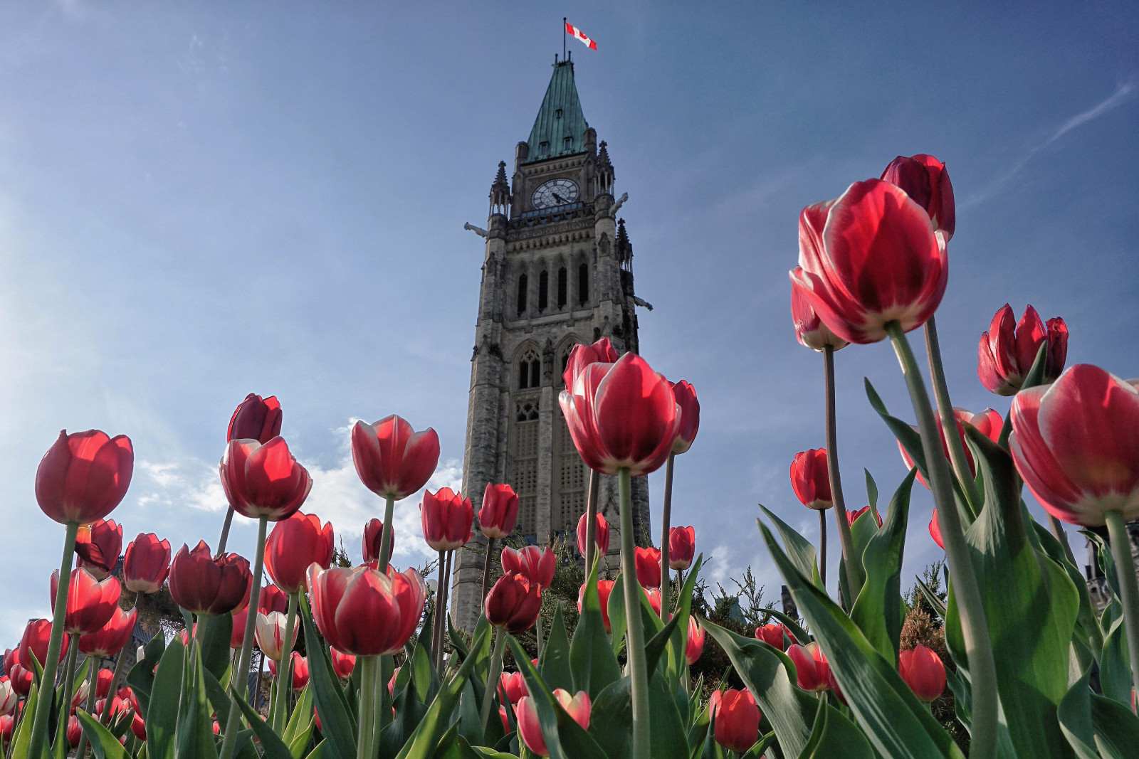 배경 화면 언덕, 빨간, 탑, 캐나다 사람, 2015, 봄, 평화, 온타리오 주, 오타와, 색깔, 제전, 플로라, 의회