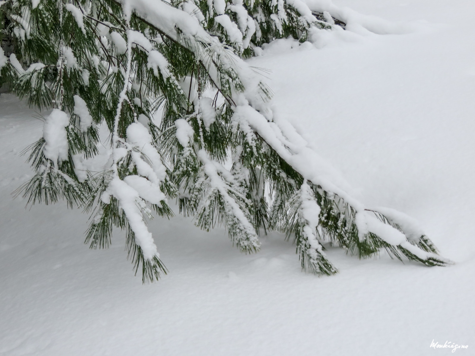 schnee, inverno, bianca, la neve, Canada, macro, albero, natura, avvicinamento, pino, perno, nevoso, modelli, rami, hiver, natur, textures, Sempreverde, Quebec, disegni, neige, ramoscelli, arbre, blanc, denso, conifero, conifera, Stickysnow, Filiali, Ge st, Conif re, Longneedle, Enneig e, monteregina, Longueaiguille, Neigecollante