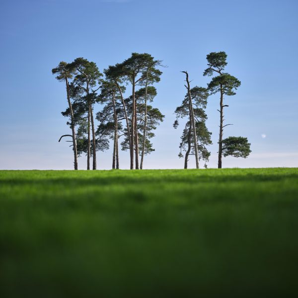 depth of field,landscape,Moon,trees,field,UK