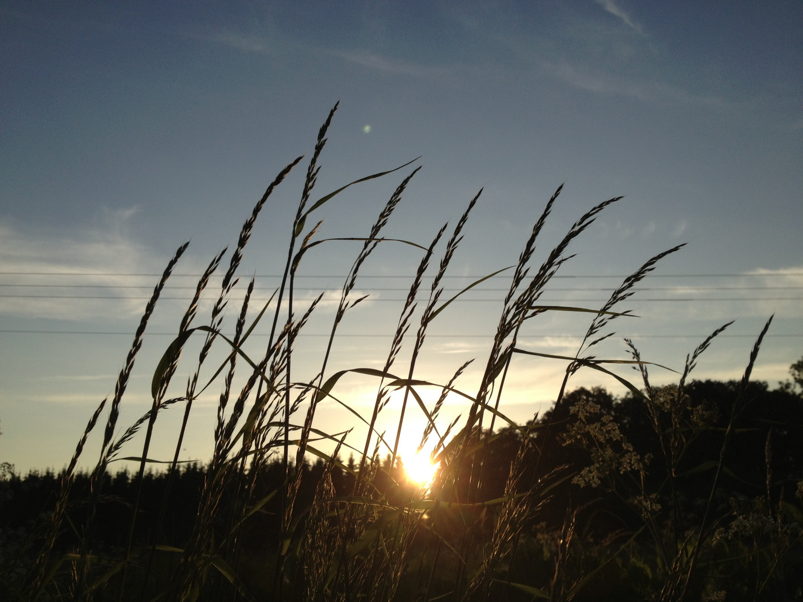luce del sole, paesaggio, tramonto, mare, natura, erba, cielo, campo, ramo, Alba, sera, mattina, costa, Sole, vento, orizzonte, crepuscolo, leggero, nube, albero, alba, pianta, Söderslätt, fenomeno atmosferico, oggetto astronomico, famiglia di erba