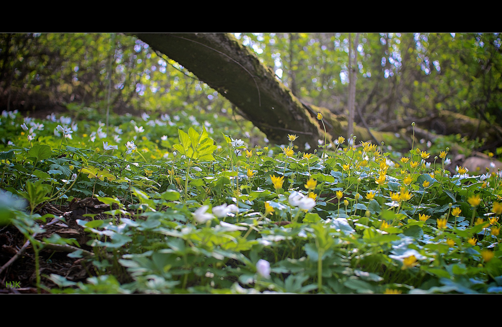 Spring In The Woods Wallpaper : sunlight, landscape, flowers, nature, grass, branch, green ...